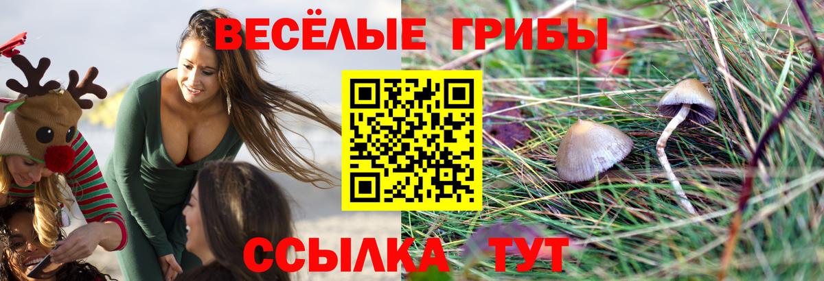 Псилоцибиновые грибы ЛСД Будённовск
